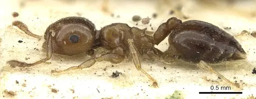 Crematogaster scita - CASENT0902132