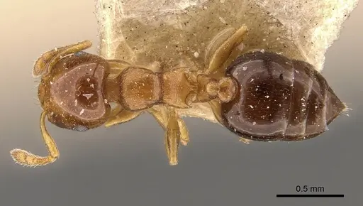 Crematogaster scita - CASENT0908383