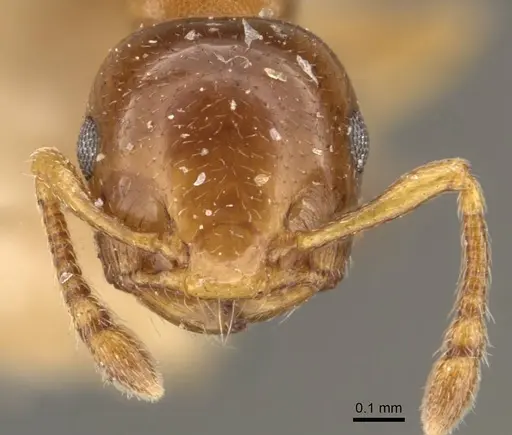 Crematogaster scita - CASENT0908383