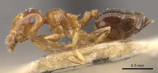 Crematogaster scita - CASENT0908383