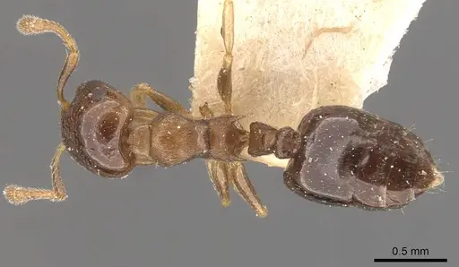 Crematogaster scita - CASENT0908384