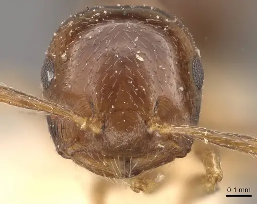 Crematogaster scita - CASENT0908384