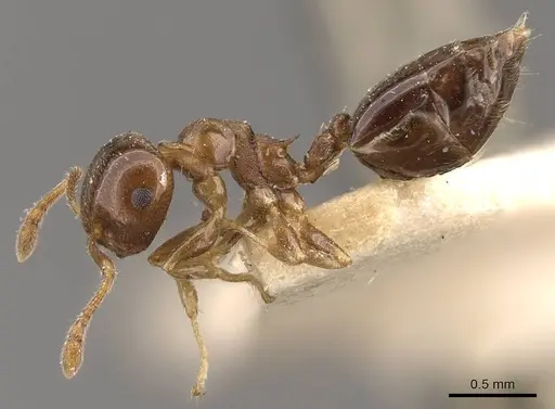 Crematogaster scita - CASENT0908384