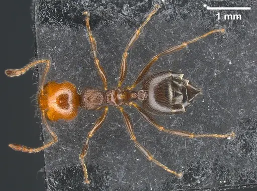 Crematogaster scutellaris specimen