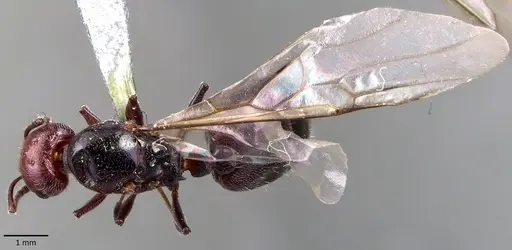 Crematogaster scutellaris - ANTWEB1041853