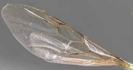 Crematogaster scutellaris - ANTWEB1041853