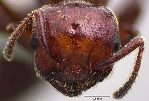 Crematogaster scutellaris - ANTWEB1041853