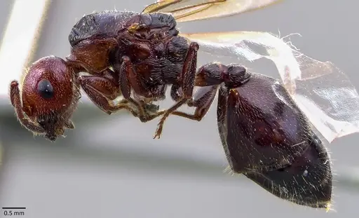 Crematogaster scutellaris - ANTWEB1041853