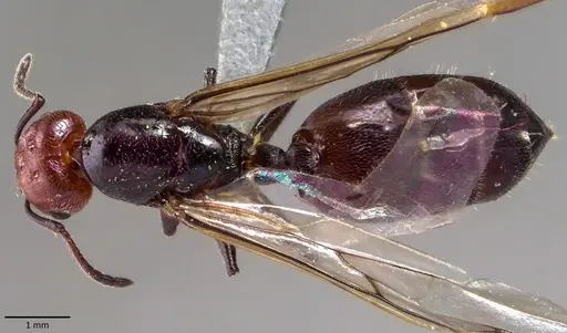 Crematogaster scutellaris - ANTWEB1041871