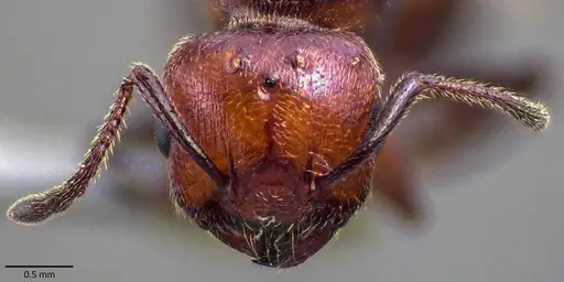 Crematogaster scutellaris - ANTWEB1041871