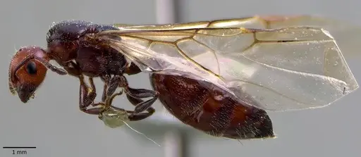 Crematogaster scutellaris - ANTWEB1041871