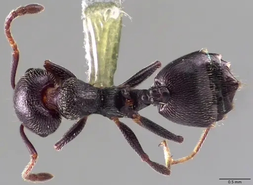 Crematogaster scutellaris - ANTWEB1060020