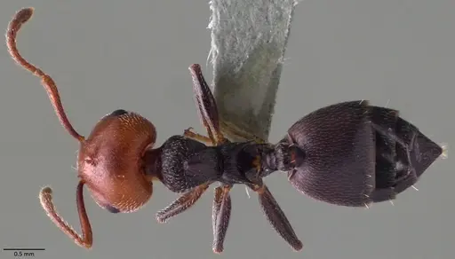 Crematogaster scutellaris - ANTWEB1060021
