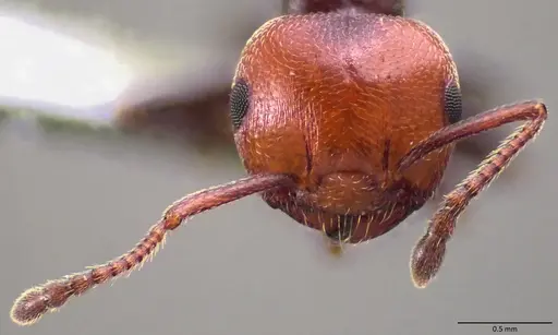 Crematogaster scutellaris - ANTWEB1060021
