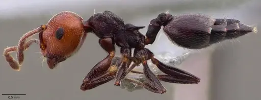 Crematogaster scutellaris - ANTWEB1060021