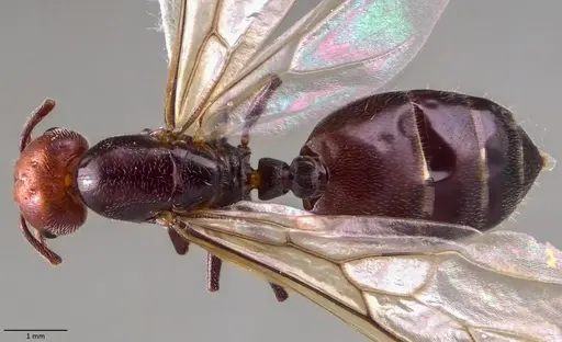 Crematogaster scutellaris - ANTWEB1060022