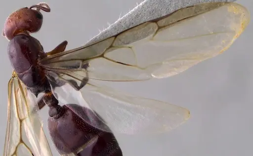 Crematogaster scutellaris - ANTWEB1060022