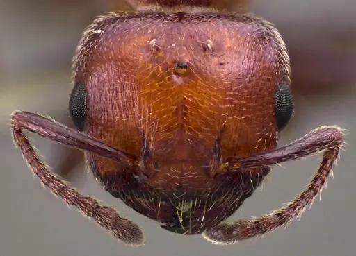 Crematogaster scutellaris - ANTWEB1060022