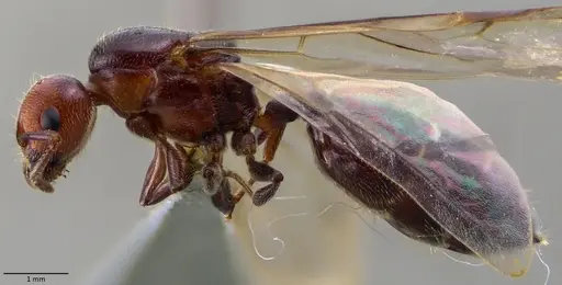 Crematogaster scutellaris - ANTWEB1060022