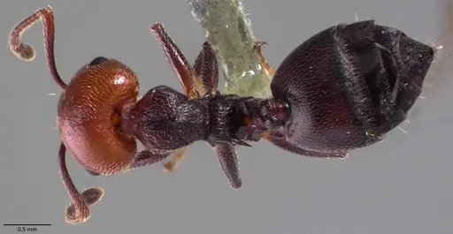 Crematogaster scutellaris - ANTWEB1060023