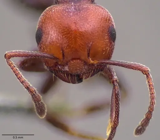 Crematogaster scutellaris - ANTWEB1060023