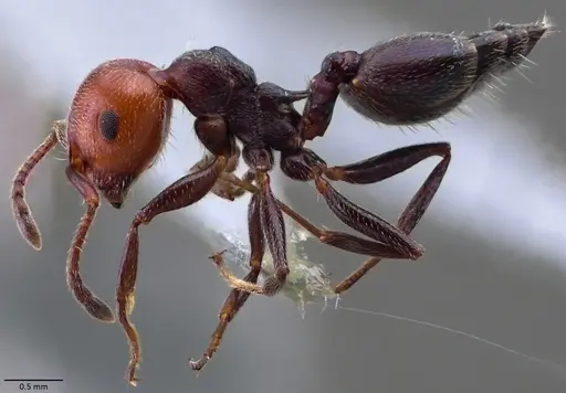 Crematogaster scutellaris - ANTWEB1060023