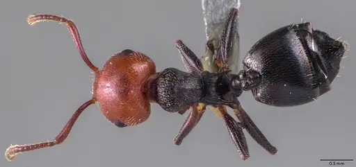 Crematogaster scutellaris - ANTWEB1060024