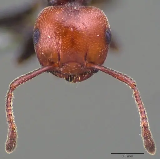 Crematogaster scutellaris - ANTWEB1060024
