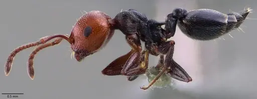 Crematogaster scutellaris - ANTWEB1060024