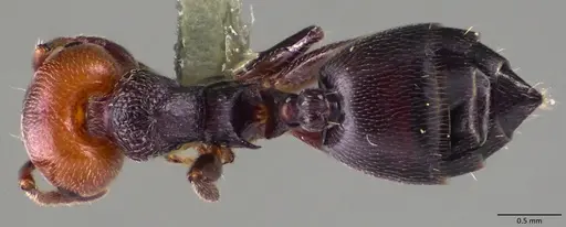 Crematogaster scutellaris - ANTWEB1060025