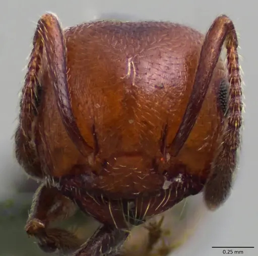 Crematogaster scutellaris - ANTWEB1060025