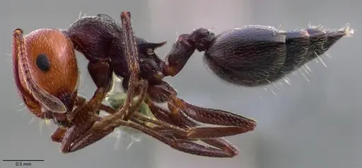 Crematogaster scutellaris - ANTWEB1060025