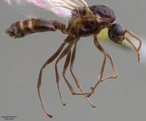 Crematogaster scutellaris - ANTWEB1060026