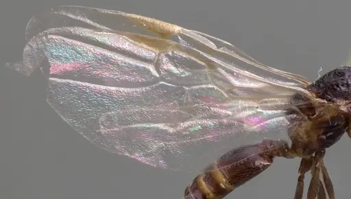 Crematogaster scutellaris - ANTWEB1060026