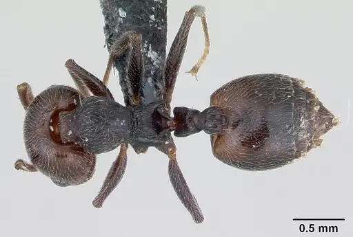Crematogaster scutellaris - CASENT0173120