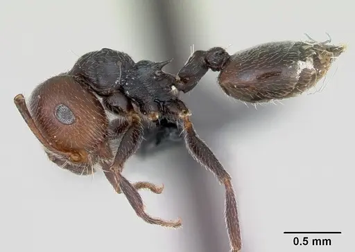 Crematogaster scutellaris - CASENT0173120