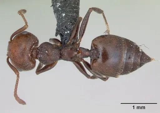 Crematogaster scutellaris - CASENT0173180