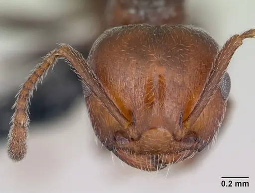 Crematogaster scutellaris - CASENT0173180