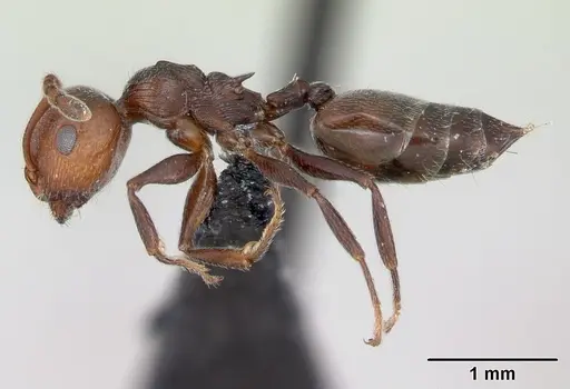 Crematogaster scutellaris - CASENT0173180