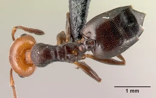 Crematogaster scutellaris - CASENT0179890