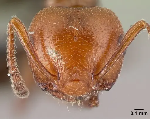 Crematogaster scutellaris - CASENT0179890