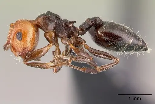 Crematogaster scutellaris - CASENT0179890