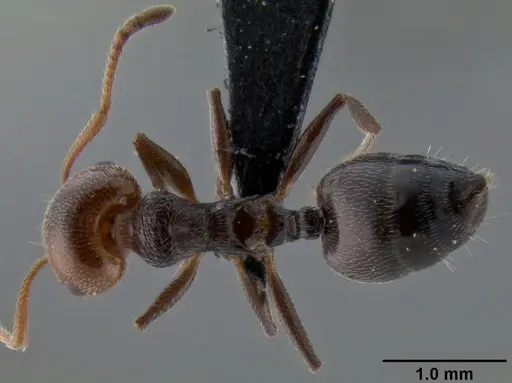 Crematogaster scutellaris - CASENT0193796