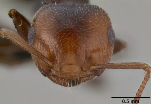 Crematogaster scutellaris - CASENT0193796