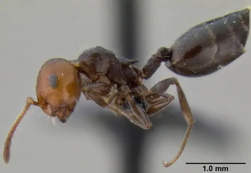 Crematogaster scutellaris - CASENT0193796