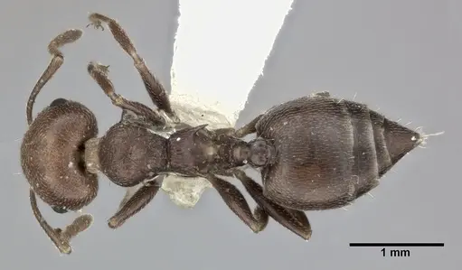 Crematogaster scutellaris - CASENT0246027