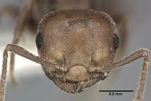 Crematogaster scutellaris - CASENT0246027