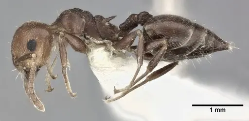 Crematogaster scutellaris - CASENT0246027