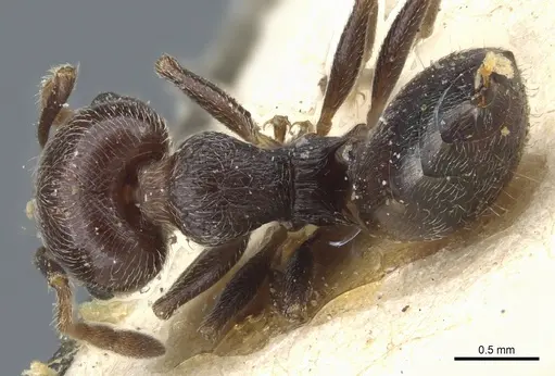 Crematogaster scutellaris - CASENT0904470