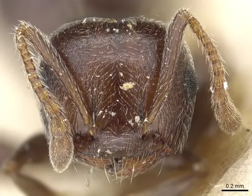 Crematogaster scutellaris - CASENT0904470